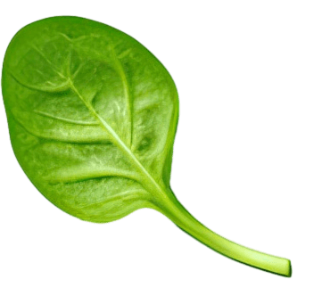 Basil Leaf